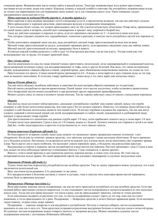 очищения крови. Можжевеловое масло можно найти в каждой аптеке. Тинктуру можжевеловых ягод можно приготовить,
настаивая ягоды на вине, водке или спирте. Каждому хозяину и каждой хозяйке я советовал бы употреблять можжевеловые ягоды
не только для маринования или для окуривания своих комнат, но и для очищения своего тела. Такое очищение следует
предпринимать несколько раз в год.
Мята перечная (и водяная)(Mentha piperita L. et mentha aqiatica L.)
Мята перечная и мята водяная оказывают почти одинаковые услуги; я предпочитаю водяную, так как она действует сильнее.
Мята принадлежит к хорошим средствам, укрепляющим желудок и ускоряющим пищеварение.
У кого сильно болит голова, тот должен прикладывать мяту ко лбу и всегда почувствует облегчение. Отвар мяты, принимаемый
по одной чашке утром и вечером, способствует пищеварению и придает лицу здоровый и бодрый вид.
Такое же действие оказывает и порошок из мяты, если его принимать ежедневно по 3—4 щепотки в пище или воде.
Тем, которые страдают упадком сил, сердцебиением, тошнотою и рвотами, я советую часто употреблять настой или порошок из
мяты.
Чтобы уничтожить скверный запах изо рта, надо употреблять мятный отвар, приготовленный на воде или на вине.
Мятный отвар, приготовленный на уксусе, успокаивает кровавую рвоту, если принимать ежедневно одну-две чайные ложки.
Мятный настой, приготовленный на молоке, прекращает боли в животе.
Я советую каждой хозяйке разводить у себя в саду это благородное растение, так же как и руту. Эти растения уже тем
вознаграждают нас за труды, что издают приятный запах.
Овес (Avena sativa)
Долгим кипячением из овса ((а также ячменя!) можно приготовить питательный, легко перевариваемый и освежающий напиток,
представляющий истинную отраду для выздоравливающих от тифа, оспы и других болезней. Как жаль, что таким истощенным
людям, нуждающимся главным образом в новой, здоровой крови, дают обыкновенно всевозможные напитки, но только не этот.
Приготовление его просто. Стакан овсяной крупы промывается в 6—8 водах а затем варится в двух стаканах воды до тех пор,
пока не выкипит наполовину. К отлитому отвару прибавляют 2 ложки меду и эту смесь варят еще несколько минут.
Омела (Viscum album L.)
Так как омела обладает целебным действием, я советовал бы всем матерям обратить внимание на это растение.
Настой омелы употребляется против кровотечения. Одной чашки этого настоя достаточно, чтобы остановить кровотечение.
Этот безвредный настом можно употреблять и при различных других нарушениях кровообращения.
Можно сделать смесь из омелы и полевого хвоща пополам. Так же хорошо действует смесь из омелы с сандаловым порошком.
Отруби
Как иногда люди поступают неблагоразумно, доказывает употребление отрубей: ими кормят свиней, между тем отруби
содержат в себе более питательные вещества, чем сама мука (Это но должно удивлять. Известно, что кожица груша яблока и пр.
содержит в себе больше питательных веществ чем самый плод) . И потому отрубями следовало бы дорожить, так как они могут
служить здоровой и питательной пищей для детей, выздоравливающих и слабых людей, нуждающихся в удобоваримой пище,
каковую и представляет отвар отрубей.
Для приготовления его пшеничные или ржаные отруби варят 3/4 часа, затем прибавляют немного меду и снова варят 1/4 часа.
Готовое питье надо принимать 2 раза в день по 1/4 стакана, можно и с булкой. Лучшего напитка для стариков и детей я не знаю.
Дай Бог, чтобы люди вернулись к простоте и естественности, от этого зависит многое.
Очанка аптечная (Euphrasia officinalis L.)
Из благодарности за верную службу наши деды назвали эту маленькую травку прекрасным именем «утешение глаз»
(Auqentrost). Когда уже не помогает никакое средство, этот цветочек доставляет глазам последнее облегчение. Я часто применял
его с большим успехом. Растеньице это встречается почти на каждом лугу в конце июля, когда наполовину уже созревают яровые
хлева. Часто растет оно в таком изобилии, что вытесняет совсем кормовую траву, к большому неудовольствию крестьян.
Высушенные и стертые в порошок листья употребляются в виде настоя или порошка. Настоем промывают глаза 2-3 раза в день
или делают на ночь небольшую примочку и повязывают бинтом. Глаза очищаются, и зрение крепнет.
Вместе с этим в своей практике я даю пациентам щепотку порошка внутрь, в ложке супу или воды. Но этим еще не
исчерпывается вся польза травки. По своей природной горечи она усиливает пищеварение и улучшает желудочные соки.
Первоцвет (Primula officinalis L.)
Только темно-желтая скороспелка употребляется как целебное средство. Уже по запаху первоцвета можно догадаться, что в нем
заключается целительный сок.
Вкус листочков (если разжевать 2-3) доказывает то же самое.
Кто предрасположен к болезням суставов, к ломоте в суставах, тому я советую пить некоторое время настой первоцвета;
сильные боли со временем исчезнут.
Подорожник (Plantago lanceolata L.)
Всем крестьянам знакомы листья подорожника, так как им часто приходится употреблять его как целебное средство. Если при
полевой работе крестьянам случается пораниться, то они отыскивают листья подорожника и пытаются выдавить из них несколько
капель соку. Тогда они или прямо впускают эти капли в рану, или же прикладывают тряпочку, смочив ее этими каплями.
Если невозможно выдавить из растения этот сок, то листья подорожника следует тереть до тех пор, пока они не станут
влажными, и тогда прикладывать их к ране. Подорожник — безвредное средство и нечего бояться заражения крови. Если наложить
такую повязку, то рана очень скоро заживет.
Подорожник — хорошее лекарство и для внутреннего употребления. Поэтому я советую собирать листья подорожника,
выжимать из них сок и пить его. Этим средством устраняются различные внутренние болезни от нечистых соков и нечистой крови.
Из сушеных листьев подорожника можно отварить напиток от засорения желудка. Можно смешивать сушеные листья
подорожника пополам с легочницею (Pulmonaria officinalis).
 