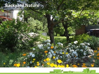 Backyard Nature
 