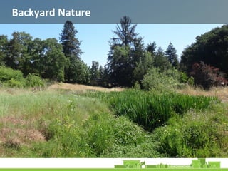 Backyard Nature
 