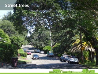 Street trees
 