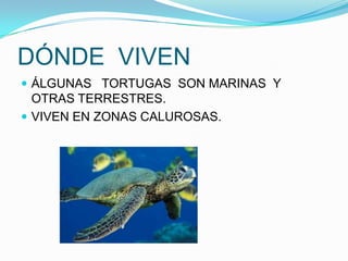 DÓNDE VIVEN
 ÁLGUNAS TORTUGAS SON MARINAS Y
  OTRAS TERRESTRES.
 VIVEN EN ZONAS CALUROSAS.
 