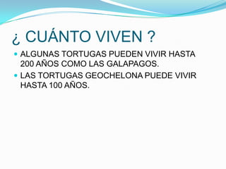 ¿ CUÁNTO VIVEN ?
 ALGUNAS TORTUGAS PUEDEN VIVIR HASTA
  200 AÑOS COMO LAS GALAPAGOS.
 LAS TORTUGAS GEOCHELONA PUEDE VIVIR
  HASTA 100 AÑOS.
 