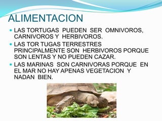 ALIMENTACION
 LAS TORTUGAS PUEDEN SER OMNIVOROS,
  CARNIVOROS Y HERBIVOROS.
 LAS TOR TUGAS TERRESTRES
  PRINCIPALMENTE SON HERBIVOROS PORQUE
  SON LENTAS Y NO PUEDEN CAZAR.
 LAS MARINAS SON CARNIVORAS PORQUE EN
  EL MAR NO HAY APENAS VEGETACION Y
  NADAN BIEN.
 