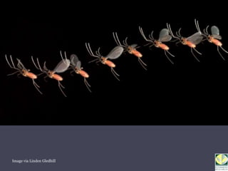 Seb bruce insect-plant interactions | PPTX