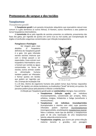 Protozooses do sangue e dos tecidos
Toxoplasmose
Toxoplasma gondii
O Toxoplasma gondii é um parasita intracelular ubiquitário cujo reservatório natural mais
comum é o gato doméstico (e outros felinos). O Homem, outros mamíferos e aves podem-se
tornar hospedeiros intermediários.
A transmissão dá-se pela ingestão de oocistos presentes no ambiente, provenientes das
fezes dos gatos, por ingestão de quistos em carne crua ou mal cozida, por transplantação de
órgãos e transfusões sanguíneas contaminadas e por infecção transplacentária.
Patogénese e Patologias
Ver imagem para mais
detalhes.
O
hospedeiro
definitivo do Toxoplasma gondii
é o gato. Um gato infectado
excreta oocistos imaturos que
com o tempo passam a ser
esporulados. Esses entram num
hospedeiro intermediário como
o homem por comida ou águas
contaminadas na forma de
oocisto; outros animais usados
na
alimentação
humana
também podem ser infectados
e formar quistos em tecidos
que podem ser ingeridos por
nós. O tempo de incubação é de
5 a 23 dias. Dentro do organismo humano eles podem tomar duas formas: taquizoítos
(“tachi” de rápido), em células tecidulares; ou bradizoítos (“bradi” de lento), em quistos. Os
parasitas podem passar pela placenta e infectar o embrião/feto.
A infecção por Toxoplasma gondii pode ser assintomática e benigna. Caso contrário:
 Toxoplasmose (infecção aguda), em indivíduos
imunocompetentes, caracterizado por arrepios, febre,
cefaleias, mialgias, linfadenites e fadiga (semelhante à
mononucleose);
 Toxoplasmose
em
indivíduos
imunodeprimidos
(transplantados e doentes com sida), cujos pacientes
infectados
podem
expressar
neurotoxoplasmose
(meningoencefalite, encefalopatia), toxoplasmose visceral,
febre e cefaleias; neste tipo de doentes, a toxoplasmose
pode vir de uma reactivação de uma toxoplasmose
latente, adquirida anteriormente;
 Toxoplasmose congénita, que ocorre por primo-infecção
materna durante a gravidez, com passagem

115

 