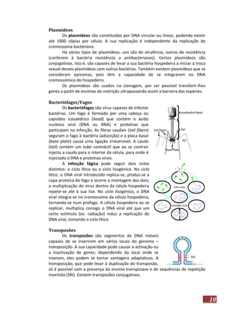 Plasmídeos
Os plasmídeos são constituídos por DNA circular ou linear, podendo existir
até 1000 cópias por célula. A sua replicação é independente da replicação do
cromossoma bacteriano.
Há vários tipos de plasmídeos: uns são de virulência, outros de resistência
(conferem à bactéria resistência a antibacterianos). Certos plasmídeos são
conjugativos, isto é, são capazes de levar a sua bactéria hospedeira a iniciar a troca
sexual desses plasmídeos com outras bactérias. Também existem plasmídeos que se
consideram episomas, pois têm a capacidade de se integrarem no DNA
cromossómico do hospedeiro.
Os plasmídeos são usados na clonagem, por ser possível transferir-lhes
genes a partir de enzimas de restrição ultrapassando assim a barreira das espécies.
Bacteriófagos/Fagos
Os bacteriófagos são vírus capazes de infectar
bactérias. Um fago é formado por uma cabeça ou
capsídeo icosaédrico (head) que contém o ácido
nucleico viral (DNA ou RNA) e proteínas que
participam na infecção. As fibras caudais (tail fibers)
seguram o fago à bactéria (adsorção) e a placa basal
(base plate) causa uma ligação irreversível. A cauda
(tail) contém um tubo contráctil que ao se contrair
injecta a cauda para o interior da célula, para onde é
injectado o DNA e proteínas virais.
A infecção fágica pode seguir dois ciclos
distintos: o ciclo lítico ou o ciclo lisogénico. No ciclo
lítico, o DNA viral introduzido replica-se, produz-se a
capa proteica do fago e ocorre a montagem dos dois;
a multiplicação do vírus dentro da célula hospedeira
repete-se até à sua lise. No ciclo lisogénico, o DNA
viral integra-se no cromossoma da célula hospedeira,
tornando-se num profago. A célula hospedeira ao se
replicar, multiplica consigo o DNA viral até que um
certo estímulo (ex. radiação) induz a replicação do
DNA viral, tomando o ciclo lítico.
Transposões
Os transposões são segmentos de DNA móveis
capazes de se inserirem em vários locais do genoma –
transposição. A sua capacidade pode causar a activação ou
a inactivação de genes; dependendo do local onde se
inserem, eles podem se tornar vantagens adaptativas. A
transposição, que pode levar à duplicação do transposão,
só é possível com a presença da enzima transposase e de sequências de repetição
invertida (SRI). Existem transposões conjugativos.

10

 