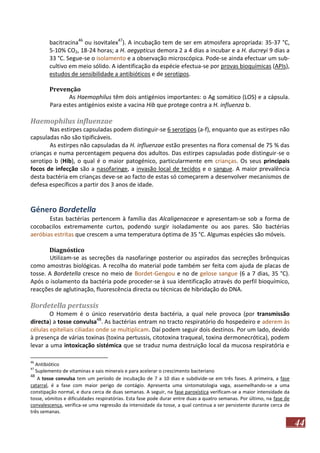 bacitracina46 ou isovitalex47). A incubação tem de ser em atmosfera apropriada: 35-37 °C,
5-10% CO2, 18-24 horas; a H. aegypticus demora 2 a 4 dias a incubar e a H. ducreyi 9 dias a
33 °C. Segue-se o isolamento e a observação microscópica. Pode-se ainda efectuar um subcultivo em meio sólido. A identificação da espécie efectua-se por provas bioquímicas (APIs),
estudos de sensibilidade a antibióticos e de serotipos.
Prevenção
As Haemophilus têm dois antigénios importantes: o Ag somático (LOS) e a cápsula.
Para estes antigénios existe a vacina Hib que protege contra a H. influenza b.

Haemophilus influenzae
Nas estirpes capsuladas podem distinguir-se 6 serotipos (a-f), enquanto que as estirpes não
capsuladas não são tipificáveis.
As estirpes não capsuladas da H. influenzae estão presentes na flora comensal de 75 % das
crianças e numa percentagem pequena dos adultos. Das estirpes capsuladas pode distinguir-se o
serotipo b (Hib), o qual é o maior patogénico, particularmente em crianças. Os seus principais
focos de infecção são a nasofaringe, a invasão local de tecidos e o sangue. A maior prevalência
desta bactéria em crianças deve-se ao facto de estas só começarem a desenvolver mecanismos de
defesa específicos a partir dos 3 anos de idade.

Género Bordetella
Estas bactérias pertencem à família das Alcaligenaceae e apresentam-se sob a forma de
cocobacilos extremamente curtos, podendo surgir isoladamente ou aos pares. São bactérias
aeróbias estritas que crescem a uma temperatura óptima de 35 °C. Algumas espécies são móveis.
Diagnóstico
Utilizam-se as secreções da nasofaringe posterior ou aspirados das secreções brônquicas
como amostras biológicas. A recolha do material pode também ser feita com ajuda de placas de
tosse. A Bordetella cresce no meio de Bordet-Gengou e no de gelose sangue (6 a 7 dias, 35 °C).
Após o isolamento da bactéria pode proceder-se à sua identificação através do perfil bioquímico,
reacções de aglutinação, fluorescência directa ou técnicas de hibridação do DNA.

Bordetella pertussis
O Homem é o único reservatório desta bactéria, a qual nele provoca (por transmissão
directa) a tosse convulsa48. As bactérias entram no tracto respiratório do hospedeiro e aderem às
células epiteliais ciliadas onde se multiplicam. Daí podem seguir dois destinos. Por um lado, devido
à presença de várias toxinas (toxina pertussis, citotoxina traqueal, toxina dermonecrótica), podem
levar a uma intoxicação sistémica que se traduz numa destruição local da mucosa respiratória e
46

Antibiótico
Suplemento de vitaminas e sais minerais e para acelerar o crescimento bacteriano
48
A tosse convulsa tem um período de incubação de 7 a 10 dias e subdivide-se em três fases. A primeira, a fase
catarral, é a fase com maior perigo de contágio. Apresenta uma sintomatologia vaga, assemelhando-se a uma
constipação normal, e dura cerca de duas semanas. A seguir, na fase paroxística verificam-se a maior intensidade da
tosse, vómitos e dificuldades respiratórias. Esta fase pode durar entre duas a quatro semanas. Por último, na fase de
convalescença, verifica-se uma regressão da intensidade da tosse, a qual continua a ser persistente durante cerca de
três semanas.
47

44

 