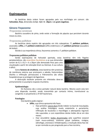 Espiroquetas
As bactérias desta ordem foram agrupadas pela sua morfologia em comum: são
helicoidais, finas, dimensões de 0,1 - 0,5 × 5 - 20μm e são gram-negativas.

Género Treponema
Treponema carateum
Bactéria causadora de pinta, onde existe a formação de pápulas que persistem durante
meses ou anos.

Treponema pallidum
As bactérias desta espécie são agrupadas em três subespécies: T. pallidum pallidum,
associada a sífilis, a T. pallidum endemicum (sífilis endémica) e a T. pallidum pertenue (causadora
de bubas).
Devido à sua importância clínica, focaremos somente a T. pallidum pallidum.
Treponema pallidum pallidum
Sendo espiroquetas de helicoidal apertada, estas bactérias têm três flagelos
periplasmáticos, são anaeróbios facultativos e as suas dimensões
variam de 0,1 a 0,2 × 6 a 20μm (são demasiado finas para uma
visualização a partir de coloração Gram ou Giemsa). A sua cultura
é difícil.
Como factores de virulência, estas bactérias têm proteínas
de membrana externa que promovem a adesão, hialuronidase
(facilita a infiltração perivascular) e fribronectina (da célula
hospedeira) que as protegem da fagocitose.
A destruição tecidular presente em infectados deve-se
primariamente à sua própria resposta imunitária.
Epidemiologia
Os Humanos são o único portador natural desta bactéria. Mesmo assim esta tem
uma dispersão mundial, sendo transmitida por contacto íntimo, transfusional ou
congénito: é actualmente a 3ª DST bacteriana.
Patologias
Esta bactéria pode originar:
 Sífilis, cuja clínica apresenta três fases:
o Fase primária: cancro duro (lesão indolor no local de inoculação),
cuja análise histológica revela endarterite e periarterite,
infiltração de leucócitos e macrófagos e adenopatias inguinais
não supuradas; a cura espontânea destas lesões dá-se em dois
meses;
o Fase secundária: lesões disseminadas pela superfície corporal
(rash muco-cutâneo), síndrome gripal (cefaleias, mialgias,
odinofagia, anorexia) e linfadenopatia; a resolução desta fase dáse por remissão ou por progressão para a fase terciária;

47

 