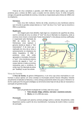 Trata-se de vírus complexos e grandes, com DNA linear de dupla cadeia, que codifica
proteínas para a síntese de DNA e para a evasão viral do sistema imune. O virião transporta
consigo uma grande quantidade de enzimas, incluindo as responsáveis pela síntese de mRNA viral
no citoplasma.
Estrutura
Estes vírus têm invólucro. Dentro do virião, encontra-se uma membrana externa
que circunda os grandes corpos laterais e o “core” do vírus. É no “core” que se encontra o
DNA e as proteínas.
Replicação
Ver imagem para mais detalhes. Após ligar-se a receptores de superfície da célula,
ocorre a entrada do vírus na célula. O “core” do vírus é libertado no citoplasma, onde as
enzimas virais iniciam a transcrição (“early transcription”). Uma dessas enzimas codificadas
é responsável pela libertação do
DNA de dentro do cerne.
Polimerases virais replicam o
genoma dando-se depois a “late
transcription”. É de notar que a
replicação do vírus dá-se única e
exclusivamente no citoplasma da
célula hospedeira. O DNA e
proteínas virais são então
agrupados e montados, formando
o “core”. Uma membrana externa
envolve de seguida o “core”, os
corpos laterais e todas as enzimas
necessárias para a virulência. O
virião é por fim libertado da célula
por “budding” ou por lise celular.

Vírus da Varíola
O Vírus da Varíola, do género Orthopoxvirus, é um vírus cujo único reservatório é o ser
humano e possui apenas um único serotipo (a imunização previne futuras infecções). Estando
actualmente erradicado na Natureza, a única ameaça proveniente deste vírus para o Homem é se
ele for usado para fins de guerra biológica ou terrorismo (visto hoje em dia já não ser necessário a
vacinação em grande escala).
Patologias
Com um período de incubação de 5 a 6 dias, este vírus causa:
 Febre elevada, fadiga, cefaleias, mal-estar e exantema vesicular;
 Morte, em 15 a 40% dos casos.
Prevenção
A imunização com poxvírus animais protege contra a varicela. Actualmente, estão
disponíveis vacinas a partir de vírus recombinante. A presença de cicatriz indica o sucesso
da vacinação.

65

 