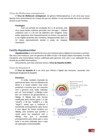 Vírus do Molluscum contagiosum
O Vírus do Molluscum contagiosum, do género Molluscipoxvirus, é um vírus que causa
doença mais comummente em criança do que em adultos. A sua transmissão dá-se por contacto
directo ou por fomitos.
Patologias
Com um período de incubação de 2 a 8 semanas, este
vírus causa lesões cutâneas parecidas com verrugas – nódulos
umbilicais com 2 a 10 mm de diâmetro (ver imagem). Estas
lesões aparecem mais frequentemente no tronco, nos genitais
e nas regiões proximais dos membros, desaparecendo após 2 a
12 meses (possivelmente devido à acção da resposta
imunitária).

Família Hepadnaviridae
Hepadnaviridae é uma família de vírus com tropismo para o fígado em humanos e animais.
São vírus com invólucro, com um genoma de DNA circular e de dupla cadeia incompleta. O virião
transporta uma transcriptase reversa codificada pelo genoma viral, pois a sua replicação faz-se
através de um RNA intermediário.
Clinicamente, com mais interesse temos o Vírus da Hepatite B (HBV).

Vírus da Hepatite B
O Vírus da Hepatite B é um vírus que infecta o fígado dos humanos, causando uma
inflamação designada de hepatite.
Estrutura
O virião, também chamado de
partícula de Dane, tem um diâmetro de
42nm e é muito estável. Este inclui
proteínas e enzimas que, em conjunto
com o genoma viral, estão rodeadas
por um “core antigen”, o HBcAg, e este
por um invólucro de glicoproteínas, o
HBsAg. O HBsAg tem três formas
codificadas pelo mesmo gene: a S (de
“small”), a M (de “middle”) e L (de
“large”), sendo que o invólucro é
constituído principalmente pela forma
S com algum M. Existe também um
HBeAg, uma proteína que partilha a
maior parte sua sequência com o
HBcAg, mas que é secretada
principalmente pela célula para o soro
(este é um bom indicador para a taxa
de replicação e infecciosidade).

66

 