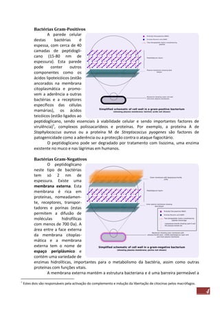 Bactérias Gram-Positivos
A parede celular
destas
bactérias
é
espessa, com cerca de 40
camadas de peptidoglicano (15-80 nm de
espessura). Esta parede
pode
conter
outros
componentes como os
ácidos lipoteicóicos (estão
ancorados na membrana
citoplasmática e promovem a aderência a outras
bactérias e a receptores
específicos das células
mamárias), os ácidos
teicóicos (estão ligados ao
peptidoglicano, sendo essenciais à viabilidade celular e sendo importantes factores de
virulência)1, complexos polissacarídeos e proteínas. Por exemplo, a proteína A de
Staphylococcus aureus ou a proteína M de Streptococcus pyogenes são factores de
patogenicidade como a aderência ou a protecção contra o ataque fagocitário.
O peptidoglicano pode ser degradado por tratamento com lisozima, uma enzima
existente no muco e nas lágrimas em humanos.
Bactérias Gram-Negativos
O peptidoglicano
neste tipo de bactérias
tem só 2 nm de
espessura. Existe uma
membrana externa. Esta
membrana é rica em
proteínas, nomeadamente, receptores, transportadores e porinas (estas
permitem a difusão de
moléculas
hidrofílicas
com menos de 700 Da). A
área entre a face externa
da membrana citoplasmática e a membrana
externa tem o nome de
espaço periplásmico e
contém uma variedade de
enzimas hidrolíticas, importantes para o metabolismo da bactéria, assim como outras
proteínas com funções vitais.
A membrana externa mantém a estrutura bacteriana e é uma barreira permeável a
1

Estes dois são responsáveis pela activação do complemento e indução da libertação de citocinas pelos macrófagos.

4

 