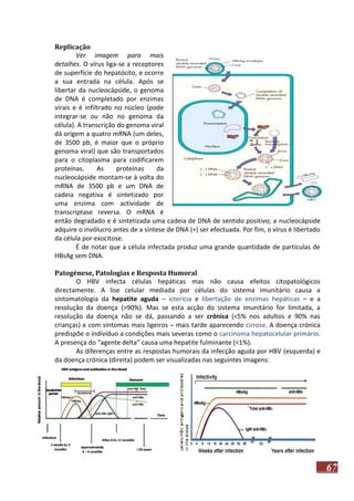 Replicação
Ver imagem para mais
detalhes. O vírus liga-se a receptores
de superfície do hepatócito, e ocorre
a sua entrada na célula. Após se
libertar da nucleocápside, o genoma
de DNA é completado por enzimas
virais e é infiltrado no núcleo (pode
integrar-se ou não no genoma da
célula). A transcrição do genoma viral
dá origem a quatro mRNA (um deles,
de 3500 pb, é maior que o próprio
genoma viral) que são transportados
para o citoplasma para codificarem
proteínas.
As
proteínas
da
nucleocápside montam-se à volta do
mRNA de 3500 pb e um DNA de
cadeia negativa é sintetizado por
uma enzima com actividade de
transcriptase reversa. O mRNA é
então degradado e é sintetizada uma cadeia de DNA de sentido positivo; a nucleocápside
adquire o invólucro antes de a síntese de DNA (+) ser efectuada. Por fim, o vírus é libertado
da célula por exocitose.
É de notar que a célula infectada produz uma grande quantidade de partículas de
HBsAg sem DNA.
Patogénese, Patologias e Resposta Humoral
O HBV infecta células hepáticas mas não causa efeitos citopatológicos
directamente. A lise celular mediada por células do sistema imunitário causa a
sintomatologia da hepatite aguda – icterícia e libertação de enzimas hepáticas – e a
resolução da doença (>90%). Mas se esta acção do sistema imunitário for limitada, a
resolução da doença não se dá, passando a ser crónica (<5% nos adultos e 90% nas
crianças) e com sintomas mais ligeiros – mais tarde aparecendo cirrose. A doença crónica
predispõe o indivíduo a condições mais severas como o carcinoma hepatocelular primário.
A presença do “agente delta” causa uma hepatite fulminante (<1%).
As diferenças entre as respostas humorais da infecção aguda por HBV (esquerda) e
da doença crónica (direita) podem ser visualizadas nas seguintes imagens:

67

 