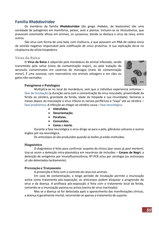 Família Rhabdoviridae
Os membros da família Rhabdoviridae (do grego rhabdos, de bastonete) são uma
variedade de patogénios em mamíferos, peixes, aves e plantas. Incluem-se os Vesiculovirus, que
provocam estomatite aftosa em animais, os Lyssavirus, donde se destaca o vírus da raiva, entre
outros.
São vírus com forma de uma bala, com invólucro, e que possuem um RNA de cadeia única
de sentido negativo responsável pela codificação de cinco proteínas. A sua replicação dá-se no
citoplasma da célula hospedeira.

Vírus da Raiva
O Vírus da Raiva é adquirido pela mordedura do animal infectado, sendo
transmitido pela saliva (meio de contaminação major), ou pela inalação de
aerossóis contaminados em cavernas de morcegos (meio de contaminação
minor). É uma zoonose, com reservatório nos animais selvagens e em cães ou
gatos não vacinados.
Patogénese e Patologias
Multiplica-se no local da mordedura, sem que o indivíduo experiencie sintomas –
fase de incubação (a duração varia com a concentração do vírus inoculado, proximidade da
ferida ao cérebro, gravidade da ferida, idade do hóspede e sua imunidade). Semanas a
meses depois da inoculação o vírus infecta os nervos periféricos e “viaja” até ao cérebro –
fase prodrómica. A infecção ao chegar ao cérebro causa – fase neurológica:
 Hidrofobia;
 Desorientação;
 Paralisias;
 Convulsões;
 Coma e morte.
Durante a fase neurológica o vírus dirige-se para a pele, glândulas salivares e outros
órgãos por via neurológica.
Os anticorpos só são produzidos quando as lesões já estão instituídas.
Diagnóstico
O diagnóstico é feito para confirmar suspeita do clínico (por vezes já post mortem).
Usa-se assim a detecção intra-plasmática em neurónios de inclusões – Corpos de Negri, a
detecção de antigénios por imunofluorescência, RT-PCR e/ou por serologia (os anticorpos
só são detectados tardiamente).
Prevenção e Tratamento
A prevenção é feita com o controlo da raiva nos animais.
Em caso de contaminação, o longo período de incubação permite a imunização
activa como tratamento pós-exposição; os anticorpos podem bloquear a progressão do
vírus e da doença. A profilaxia pós-exposição é feita com o tratamento local da ferida,
somando-se a imunização passiva ou activa (vacina de vírus inactivado).
Mas se a doença só for detectada após o aparecimento das manifestações clínicas,
a doença é geralmente mortal, recorrendo-se apenas a tratamento de suporte.

80

 