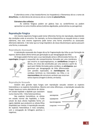 À alternância entre a fase leveduriforme (no hospedeiro) e filamentosa dá-se o nome de
dimorfismo, e à alternância de estruturas dá-se o nome de pleomorfismo.
Estrutura das colónias
As colónias fúngicas podem ser glabras lisas ou cerebriformes ou podem
apresentar-se como micélios aéreos (colónias algodoadas, pulverulentas ou penugentas).

Reprodução Fúngica
Um mesmo organismo fúngico pode tomar diferentes formas de reprodução, dependendo
das condições onde se encontra. Por exemplo, na forma teleomórfica ou sexuada temos o Lewia
infectoria, mas esse mesmo organismo pode tomar uma forma anamórfica ou assexuada:
Alternaria infectoria. É de notar que os Fungi Imperfecti, de classe Deuteromyces apenas possuem
uma forma, a assexuada.

Reprodução Assexuada
A reprodução assexuada dos fungos dá-se for fragmentação das hifas ou por formação de
esporos. Dentro deste último temos por gemulação ou por desagregação das hifas.
Os fungos podem formar para a sua reprodução várias e diferenciadas formas. Os
esporângios (imagem à esquerda) são compartimentos formados por uma membrana
que encerra os esporangiósporos; os conideóforos (imagem à
direita, em cima) são constituídos por uma vesícula a partir da
qual saem fiálides formadas pelos conídeos; os artrósporos, que
germinam por desagregação de hifas diferenciadas
com paredes espessadas; os clamidósporos são
conídeos terminais ou intercalados nas hifas; e os
macroconídeos são estruturas variáveis que encerram
vários esporos (imagem à direita, em baixo).

Reprodução Sexuada
Existem dois grandes tipos fungos com reprodução sexuada: existem as espécies
heterotálicas e as espécies homotálicas. Mesmo com estas diferenças, a reprodução sexuada dos
fungos baseia-se numa alternância de células
em estado haplóide e diplóide que coexistem
numa mesma hifa – hifas heterocarióticas.
Nas espécies homotálicas, as células
em estado normal são haplóides; a fusão
celular de duas células haplóides forma um
zigoto diplóide que produzirá as células-filhas
(haplóides) por meiose. A reprodução sexuada
de espécies heterotálicas é mais complexa,
com a conjugação de linhagens positivas e
negativas.

93

 