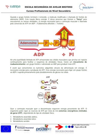 ESCOLA SECUNDÁRIA DE AVELAR BROTERO
Cursos Profissionais de Nível Secundário
Maria João Vasconcelos
Página 19 de 49
Quando o grupo fosfato terminal é removido, a molécula modificada é chamada de fosfato de
adenosina (ADP). Esta reação libera energia. É desse processo que tiramos a "força" para
executarmos as nossas atividades. A energia necessária para a contração muscular é libertada
pela conversão de ATP em ADP + Pi(Adenosina difosfato + Fosfato).
Há uma quantidade limitada de ATP armazenada nas células musculares que precisa ser reposta
continuamente para facilitar a sequência de atividades físicas. Existe um mecanismo de
reabastecimento: um grupo fosfato é adicionado ao ADP para produzir mais ATP.
É assim que convertemos os nutrientes adquiridos através da alimentação em energia. É
necessária energia para a produção de ATP. Esta energia necessária para ligar um grupo fosfato
ao ADP é suprida primariamente pelo desdobramento da glicose na célula.
Quer a contração muscular quer a descontração requerem energia proveniente do ATP. O
organismo pode repor as reservas de ATP por meio de três sistemas energéticos (métodos
de gerar ATP), dependendo do tipo de atividade física:
1. Metabolismo anaeróbio alático,
2. Metabolismo anaeróbio lático
3. Metabolismo aeróbio
 