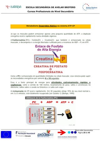 ESCOLA SECUNDÁRIA DE AVELAR BROTERO
Cursos Profissionais de Nível Secundário
Maria João Vasconcelos
Página 20 de 49
Metabolismo Anaeróbio Alático ou sistema ATP-CP
Já que os músculos podem armazenar apenas uma pequena quantidade de ATP, a depleção
energética ocorre rapidamente numa atividade vigorosa.
A Fosfocreatina (PC)= Fosfato(Pi) + Creatina(C). que também é armazenada na célula
muscular, é decomposta e a energia libertada é utilizada para a ressíntese de ADP + Pi em ATP.
Como a PC é armazenada em quantidades limitadas na célula muscular, esse sistema pode suprir
as necessidades energéticas por somente 8 a 15 segundos.
Essa é a fonte principal de energia para atividades extremamente rápidas e
explosivas, como a corrida de 100 metros, levantamento de peso, saltos e arremessos no
Atletismo, saltos sobre o cavalo na Ginástica e o salto com esqui.
A restauração da PC ocorre rapidamente. Em 30 segundos atinge 70% do seu nível normal e,
em 3 a 5 minutos, está totalmente recuperada (ver Quadro 1) (Bompa, 1999).
 