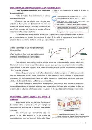 66
D
DI
IF
FU
US
SÃ
ÃO
O S
SI
IM
MP
PL
LE
ES
S:
: M
ME
ED
DI
ID
DA
A E
EX
XP
PE
ER
RI
IM
ME
EN
NT
TA
AL
L D
DA
A P
PE
ER
RM
ME
EA
AB
BI
IL
LI
ID
DA
AD
DE
E
Como é possível determinar esse coeficiente
de permeabilidade?
Tenho de medir o fluxo unidireccional de entrada
e saída na membrana.
(Enquanto que na difusão quer simples quer
facilitada, o fluxo pode ser bidireccional, no caso da
difusão que envolve energia, uma vez a molécula “em
branco” não consegue sair pois não há energia suficiente
para a fazer saltar para o outro lado).
O fluxo de entrada é directamente proporcional à concentração exterior (para isso tenho de admitir
que a concentração no interior da membrana é nula). O de saída é directamente proporcional à
concentração do seu interior (tenho de admitir que a concentração exterior é 0).
Para calcular o fluxo unidireccional de entrada, temos que incubar as células com um soluto num
determinado meio e medir a quantidade dessa espécie que apareceu no compartimento intracelular.
Depois tem-se só de fazer o gráfico de P, dessa concentração que aparece no ambiente intracelular,
(10%), e calcular o declive.
No caso de querer optar por medir o fluxo de saída da solução, carrega-se as células previamente
com um determinado soluto, vai-se substituindo o meio externo e vai-se medindo o aparecimento
extracelular. No final acabamos por fazer um gráfico também da concentração vs tempo para poder
calcular o declive e daí deduzir o coeficiente da permeabilidade.
Isto é feito repetindo a determinação da experiência, calculando o fluxo inicial/fluxo bruto para
concentrações distintas do substrato e depois, para esses valores de fluxo, fazer um gráfico de fluxo vs
concentração de substrato, calcula-se a recta e deduz-se o declive que dá o coeficiente de permeabilidade.
T
TR
RA
AN
NS
SP
PO
OR
RT
TE
E A
AC
CT
TI
IV
VO
O (
(B
BO
OM
MB
BA
A D
DE
E S
SÓ
ÓD
DI
IO
O E
E
P
PO
OT
TÁ
ÁS
SS
SI
IO
O)
)
No transporte activo tem de haver fornecimento
de energia sobre a forma de ATP. Um exemplo de
transporte activo é aquele que se processa para grandes
moléculas.
São moléculas que normalmente não são
lipídicas e um bom exemplo é o da bomba de
sódio/potássio ao nível, por exemplo, do coração. Neste
 