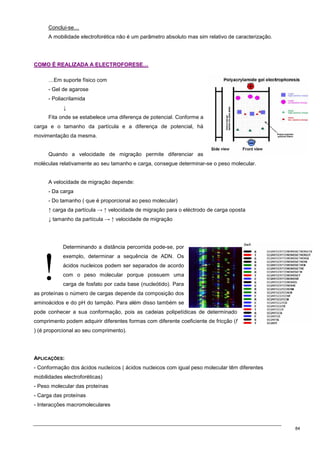 84
!
Conclui-se…
A mobilidade electroforética não é um parâmetro absoluto mas sim relativo de caracterização.
C
CO
OM
MO
O É
É R
RE
EA
AL
LI
IZ
ZA
AD
DA
A A
A E
EL
LE
EC
CT
TR
RO
OF
FO
OR
RE
ES
SE
E…
…
…Em suporte físico com
- Gel de agarose
- Poliacrilamida
↓
Fita onde se estabelece uma diferença de potencial. Conforme a
carga e o tamanho da partícula e a diferença de potencial, há
movimentação da mesma.
Quando a velocidade de migração permite diferenciar as
moléculas relativamente ao seu tamanho e carga, consegue determinar-se o peso molecular.
A velocidade de migração depende:
- Da carga
- Do tamanho ( que é proporcional ao peso molecular)
↑ carga da partícula → ↑ velocidade de migração para o eléctrodo de carga oposta
↓ tamanho da partícula → ↑ velocidade de migração
Determinando a distância percorrida pode-se, por
exemplo, determinar a sequência de ADN. Os
ácidos nucleicos podem ser separados de acordo
com o peso molecular porque possuem uma
carga de fosfato por cada base (nucleótido). Para
as proteínas o número de cargas depende da composição dos
aminoácidos e do pH do tampão. Para além disso também se
pode conhecer a sua conformação, pois as cadeias polipetídicas de determinado
comprimento podem adquirir diferentes formas com diferente coeficiente de fricção (f
) (é proporcional ao seu comprimento).
APLICAÇÕES:
- Conformação dos ácidos nucleícos ( ácidos nucleicos com igual peso molecular têm diferentes
mobilidades electroforéticas)
- Peso molecular das proteínas
- Carga das proteínas
- Interacções macromoleculares
 