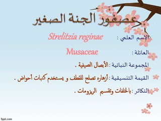 ‫االسم‬‫العلمي‬:Strelitzia reginae
‫العائلة‬:Musaceae
‫النباتية‬‫املجموعة‬:‫يفية‬‫لص‬‫ا‬ ‫بصال‬‫ال‬.
‫التنسيقية‬ ‫القيمة‬:‫بات‬‫ن‬‫ك‬ ‫تخدم‬‫س‬‫ي‬ ‫و‬ ‫للقطف‬ ‫تصلح‬ ‫زهاره‬‫أ‬‫اض‬‫و‬‫ح‬‫أ‬.
‫التكاثر‬:‫ابخللفات‬‫يزومات‬‫ر‬‫ال‬ ‫مي‬‫س‬‫تق‬‫و‬.
 