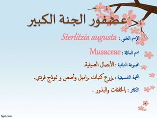 ‫العلمي‬ ‫إمس‬‫ل‬‫ا‬:Sterlitzia augusta
‫العائةل‬ ‫امس‬:Musaceae
‫نباتية‬‫ل‬‫ا‬ ‫اجملموعة‬:‫يفية‬‫لص‬‫ا‬ ‫بصال‬‫ال‬.
‫يقية‬‫نس‬‫لت‬‫ا‬ ‫مية‬‫لق‬‫ا‬:‫اميل‬‫ر‬‫ب‬ ‫بات‬‫ن‬‫ك‬ ‫يزرع‬‫فردي‬ ‫منوذج‬ ‫و‬ ‫صص‬‫أ‬‫و‬.
‫التاكثر‬:‫ابخللفات‬‫بذور‬‫ل‬‫ا‬‫و‬.
 