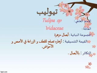 ‫االسم‬‫العلمي‬:Tulipa sp
‫العائلة‬:Iridaceae
‫النباتية‬‫املجموعة‬:‫مزهرة‬ ‫بصال‬‫أ‬
‫التنسيقية‬ ‫القيمة‬:‫يف‬ ‫الزراعة‬ ‫و‬ ‫للقطف‬ ‫تصلح‬ ‫زهاره‬‫أ‬‫ال‬‫و‬ ‫صص‬
‫اض‬‫و‬‫ح‬‫ال‬.
‫التكاثر‬:‫بصال‬‫ابل‬.
 