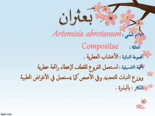 ‫الامس‬‫العلمي‬:Artemisia abrotanum
‫العائةل‬:Compositae
‫نباتية‬‫ل‬‫ا‬ ‫اجملموعة‬:‫ية‬‫ر‬‫العط‬ ‫شاب‬‫ع‬‫ال‬.
‫يقية‬‫نس‬‫لت‬‫ا‬ ‫مية‬‫لق‬‫ا‬:‫ية‬‫ر‬‫عط‬ ‫احئة‬‫ر‬ ‫إعطاء‬‫ل‬ ‫للقطف‬ ‫الفروع‬ ‫تعمل‬‫س‬‫ت‬
‫ية‬‫ب‬‫لط‬‫ا‬ ‫اض‬‫ر‬‫غ‬‫ال‬ ‫يف‬ ‫تعمل‬‫س‬‫ي‬ ‫كام‬ ‫صص‬‫ال‬ ‫ويف‬ ‫تحديد‬‫لل‬ ‫بات‬‫ن‬‫ل‬‫ا‬ ‫يزرع‬‫و‬
‫التاكثر‬:‫بذرة‬‫ل‬‫اب‬.
 
