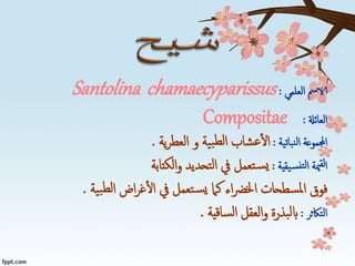 ‫الا‬‫العلمي‬ ‫مس‬:Santolina chamaecyparissus
‫العائةل‬:Compositae
‫نباتية‬‫ل‬‫ا‬ ‫اجملموعة‬:‫شاب‬‫ع‬‫ال‬‫و‬ ‫ية‬‫ب‬‫لط‬‫ا‬‫ية‬‫ر‬‫العط‬.
‫يقية‬‫نس‬‫لت‬‫ا‬ ‫مية‬‫لق‬‫ا‬:‫الكتابة‬‫و‬ ‫تحديد‬‫ل‬‫ا‬ ‫يف‬ ‫تعمل‬‫س‬‫ي‬
‫ية‬‫ب‬‫لط‬‫ا‬ ‫اض‬‫ر‬‫غ‬‫ال‬ ‫يف‬ ‫تعمل‬‫س‬‫ي‬ ‫كام‬ ‫اء‬‫رض‬‫اخل‬ ‫سطحات‬‫مل‬‫ا‬ ‫فوق‬.
‫التاكثر‬:‫ساقية‬‫ل‬‫ا‬ ‫العقل‬‫و‬ ‫بذرة‬‫ل‬‫اب‬.
 