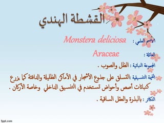‫العلمي‬ ‫الامس‬:Monstera deliciosa
‫العائةل‬:Araceae
‫نباتية‬‫ل‬‫ا‬ ‫اجملموعة‬:‫الصوب‬‫و‬ ‫الظل‬.
‫يقية‬‫نس‬‫لت‬‫ا‬ ‫مية‬‫لق‬‫ا‬:‫يةل‬‫لظل‬‫ا‬ ‫ماكن‬‫ال‬ ‫يف‬ ‫جشار‬‫ال‬ ‫جذوع‬ ‫عىل‬ ‫سلق‬‫لت‬‫ا‬‫يزرع‬ ‫كام‬ ‫ادلافئة‬‫و‬
‫وخاص‬ ‫ادلاخيل‬ ‫يق‬‫س‬‫تن‬‫ل‬‫ا‬ ‫يف‬ ‫تخدم‬‫س‬‫ت‬ ‫اض‬‫و‬‫ح‬‫أ‬‫و‬ ‫صص‬‫أ‬ ‫بااتت‬‫ن‬‫ك‬‫اكن‬‫ر‬‫ال‬ ‫ة‬.
‫التاكثر‬:‫ساقية‬‫ل‬‫ا‬ ‫العقل‬‫و‬ ‫بذرة‬‫ل‬‫اب‬.
 