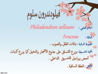 ‫العلمي‬ ‫الامس‬:Philodendron selloum
‫العائةل‬:Araceae
‫نباتية‬‫ل‬‫ا‬ ‫اجملموعة‬:‫الصوب‬‫و‬ ‫الظل‬ ‫بااتت‬‫ن‬.
‫يقية‬‫نس‬‫لت‬‫ا‬ ‫مية‬‫لق‬‫ا‬:‫ي‬ ‫كام‬ ‫يل‬‫نخ‬‫ل‬‫ا‬‫و‬ ‫جشار‬‫ال‬ ‫جذوع‬ ‫عىل‬ ‫سلق‬‫للت‬ ‫يزرع‬‫بات‬‫ن‬‫ك‬ ‫زرع‬
‫ادلاخيل‬ ‫يق‬‫س‬‫تن‬‫لل‬ ‫اميل‬‫ر‬‫ب‬‫و‬ ‫صص‬‫أ‬.
‫التاكثر‬:‫ساقية‬‫ل‬‫ا‬ ‫العقةل‬.
 