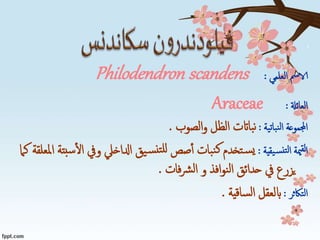 ‫العلمي‬ ‫الامس‬:Philodendron scandens
‫العائةل‬:Araceae
‫نباتية‬‫ل‬‫ا‬ ‫اجملموعة‬:‫الصوب‬‫و‬ ‫الظل‬ ‫بااتت‬‫ن‬.
‫يقية‬‫نس‬‫لت‬‫ا‬ ‫مية‬‫لق‬‫ا‬:‫تخدم‬‫س‬‫ي‬‫ا‬ ‫ويف‬ ‫ادلاخيل‬ ‫يق‬‫س‬‫تن‬‫لل‬ ‫صص‬‫أ‬ ‫بات‬‫ن‬‫ك‬‫كام‬ ‫املعلقة‬ ‫بتة‬‫س‬‫ل‬
‫فات‬‫رش‬‫ل‬‫ا‬ ‫و‬ ‫افذ‬‫و‬‫ن‬‫ل‬‫ا‬ ‫حدائق‬ ‫يف‬ ‫يزرع‬.
‫التاكثر‬:‫ساقية‬‫ل‬‫ا‬ ‫ابلعقل‬.
 