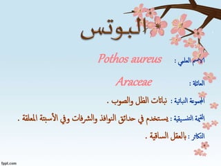 ‫العلمي‬ ‫الامس‬:Pothos aureus
‫العائةل‬:Araceae
‫نباتية‬‫ل‬‫ا‬ ‫اجملموعة‬:‫الصوب‬‫و‬ ‫الظل‬ ‫بااتت‬‫ن‬.
‫يقية‬‫نس‬‫لت‬‫ا‬ ‫مية‬‫لق‬‫ا‬:‫سب‬‫ال‬ ‫ويف‬ ‫فات‬‫رش‬‫ل‬‫ا‬‫و‬ ‫افذ‬‫و‬‫ن‬‫ل‬‫ا‬ ‫حدائق‬ ‫يف‬ ‫تخدم‬‫س‬‫ي‬‫املعلقة‬ ‫تة‬.
‫التاكثر‬:‫ساقية‬‫ل‬‫ا‬ ‫ابلعقل‬.
 