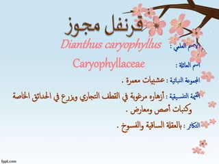 ‫العلمي‬ ‫الامس‬:Dianthus caryophyllus
‫العائةل‬ ‫امس‬:Caryophyllaceae
‫نباتية‬‫ل‬‫ا‬ ‫اجملموعة‬:‫معمرة‬ ‫بيات‬‫ش‬‫ع‬.
‫يقية‬‫نس‬‫لت‬‫ا‬ ‫مية‬‫لق‬‫ا‬:‫احل‬ ‫يف‬ ‫يزرع‬‫و‬ ‫تجاري‬‫ل‬‫ا‬ ‫القطف‬ ‫يف‬ ‫بة‬‫و‬‫مرغ‬ ‫زهاره‬‫أ‬‫اخلاصة‬ ‫دائق‬
‫ومعارض‬ ‫صص‬‫أ‬ ‫بات‬‫ن‬‫ك‬‫و‬.
‫التاكثر‬:‫سوخ‬‫لف‬‫ا‬‫و‬ ‫ساقية‬‫ل‬‫ا‬ ‫ابلعقةل‬.
 