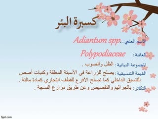 ‫اال‬‫العلمي‬‫سم‬:Adiantum spp.
‫العائلة‬:Polypodiaceae
‫النباتية‬ ‫املجموعة‬:‫والصوب‬ ‫الظل‬.
‫التنسيقية‬ ‫القيمة‬:‫وكنبات‬ ‫المعلقة‬ ‫األسبتة‬ ‫في‬ ‫للزراعة‬ ‫يصلح‬‫أصص‬
‫م‬ ‫كمادة‬ ‫التجاري‬ ‫للقطف‬ ‫األفرع‬ ‫تصلح‬ ‫كما‬ ‫الداخلي‬ ‫للتنسيق‬‫الئة‬.
‫التكاثر‬:‫النسجة‬ ‫مزارع‬ ‫طريق‬ ‫وعن‬ ‫والتفصيص‬ ‫بالجراثيم‬.
 