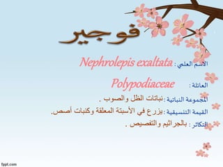 ‫ا‬‫ال‬‫العلمي‬‫سم‬:Nephrolepis exaltata
‫العائلة‬:Polypodiaceae
‫النباتية‬ ‫املجموعة‬:‫والصوب‬ ‫الظل‬ ‫نباتات‬.
‫التنسيقية‬ ‫القيمة‬:‫أصص‬ ‫وكنبات‬ ‫المعلقة‬ ‫األسبتة‬ ‫في‬ ‫يزرع‬.
‫التكاثر‬:‫بالجراثيم‬‫والتفصيص‬.
 