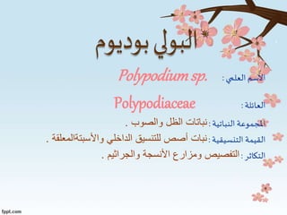 ‫اال‬‫العلمي‬‫سم‬:Polypodiumsp.
‫العائلة‬:Polypodiaceae
‫النباتية‬ ‫املجموعة‬:‫والصوب‬ ‫الظل‬ ‫نباتات‬.
‫التنسيقية‬ ‫القيمة‬:‫واألسبتةالمع‬ ‫الداخلي‬ ‫للتنسيق‬ ‫أصص‬ ‫نبات‬‫لقة‬.
‫التكاثر‬:‫ا‬‫لتفصيص‬‫األنسجة‬ ‫ومزارع‬‫والجراثيم‬.
 