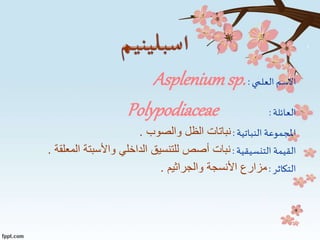 ‫اال‬‫العلمي‬‫سم‬:Aspleniumsp.
‫العائلة‬:Polypodiaceae
‫النباتية‬ ‫املجموعة‬:‫والصوب‬ ‫الظل‬ ‫نباتات‬.
‫التنسيقية‬ ‫القيمة‬:‫واألسبتة‬ ‫الداخلي‬ ‫للتنسيق‬ ‫أصص‬ ‫نبات‬‫المعلقة‬.
‫التكاثر‬:‫األنسجة‬ ‫مزارع‬‫والجراثيم‬.
 