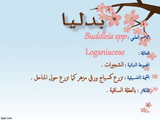 ‫الا‬‫العلمي‬ ‫مس‬:Buddleiaspp
‫العائةل‬:Loganiaceae
‫نباتية‬‫ل‬‫ا‬ ‫اجملموعة‬:‫ات‬‫ري‬‫شج‬‫ل‬‫ا‬.
‫يقية‬‫نس‬‫لت‬‫ا‬ ‫مية‬‫لق‬‫ا‬:‫ت‬‫كام‬ ‫مزهر‬ ‫وريق‬ ‫ياج‬‫س‬‫ك‬ ‫زرع‬‫ت‬‫ناحل‬‫مل‬‫ا‬ ‫حول‬ ‫زرع‬.
‫التاكثر‬:‫ساقية‬‫ل‬‫ا‬ ‫ابلعقةل‬.
 