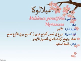 ‫العلمي‬ ‫الامس‬:Melaleuca genistifolia
‫العائةل‬:Myrtaaceae
‫نباتية‬‫ل‬‫ا‬ ‫اجملموعة‬:‫جشار‬‫ال‬.
‫يقية‬‫نس‬‫لت‬‫ا‬ ‫مية‬‫لق‬‫ا‬:‫وريق‬ ‫ياج‬‫س‬‫ك‬ ‫و‬‫أ‬ ‫فردي‬ ‫منوذج‬‫ك‬ ‫صص‬‫أ‬ ‫يف‬ ‫تزرع‬‫تصلح‬ ‫فرع‬‫ال‬
‫زهار‬‫لل‬ ‫يق‬‫س‬‫تن‬‫ل‬‫ا‬ ‫يف‬ ‫ئة‬‫ل‬‫ما‬ ‫كامدة‬ ‫توضع‬‫و‬ ‫للقطف‬.
‫التاكثر‬:‫ساقية‬‫ل‬‫ا‬ ‫ابلعقةل‬.
 