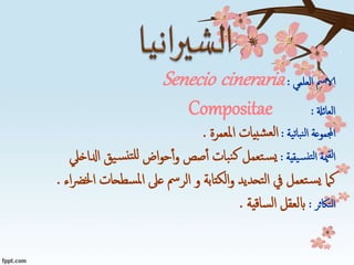 ‫الا‬‫العلمي‬ ‫مس‬:Senecio cineraria
‫العائةل‬:Compositae
‫نباتية‬‫ل‬‫ا‬ ‫اجملموعة‬:‫ل‬‫ا‬‫بيات‬‫ش‬‫ع‬‫املعمرة‬.
‫يقية‬‫نس‬‫لت‬‫ا‬ ‫مية‬‫لق‬‫ا‬:‫ادلاخيل‬ ‫يق‬‫س‬‫تن‬‫لل‬ ‫اض‬‫و‬‫ح‬‫أ‬‫و‬ ‫صص‬‫أ‬ ‫بات‬‫ن‬‫ك‬ ‫تعمل‬‫س‬‫ي‬
‫اء‬‫رض‬‫اخل‬ ‫سطحات‬‫مل‬‫ا‬ ‫عىل‬ ‫الرمس‬ ‫و‬ ‫الكتابة‬‫و‬ ‫تحديد‬‫ل‬‫ا‬ ‫يف‬ ‫تعمل‬‫س‬‫ي‬ ‫كام‬.
‫التاكثر‬:‫ساقية‬‫ل‬‫ا‬ ‫ابلعقل‬.
 