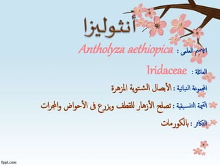 ‫العلمى‬ ‫الامس‬:Antholyza aethiopica
‫العائةل‬:Iridaceae
‫نباتية‬‫ل‬‫ا‬ ‫اجملموعة‬:‫املزهرة‬ ‫ية‬‫و‬‫ت‬‫ش‬‫ل‬‫ا‬ ‫بصال‬‫ال‬
‫يقية‬‫نس‬‫لت‬‫ا‬ ‫مية‬‫لق‬‫ا‬:‫اجمل‬‫و‬ ‫اض‬‫و‬‫ح‬‫ال‬ ‫ىف‬ ‫يزرع‬‫و‬ ‫للقطف‬ ‫زهار‬‫ال‬ ‫تصلح‬‫ات‬‫ر‬
‫التاكثر‬:‫ابلكورمات‬
 