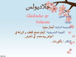 ‫االسم‬‫العلمي‬:Gladioulus sp
‫العائلة‬:Iridaceae
‫النباتية‬‫املجموعة‬:‫مزهرة‬ ‫بصال‬‫أ‬
‫التنسيقية‬ ‫القيمة‬:‫يف‬ ‫الزراعة‬ ‫و‬ ‫للقطف‬ ‫تصلح‬ ‫زهاره‬‫أ‬
‫املعارض‬ ‫يف‬ ‫تخدم‬‫س‬‫ي‬‫و‬ ‫اض‬‫و‬‫ح‬‫أ‬.
‫التكاثر‬:‫ابلكورمات‬.
 