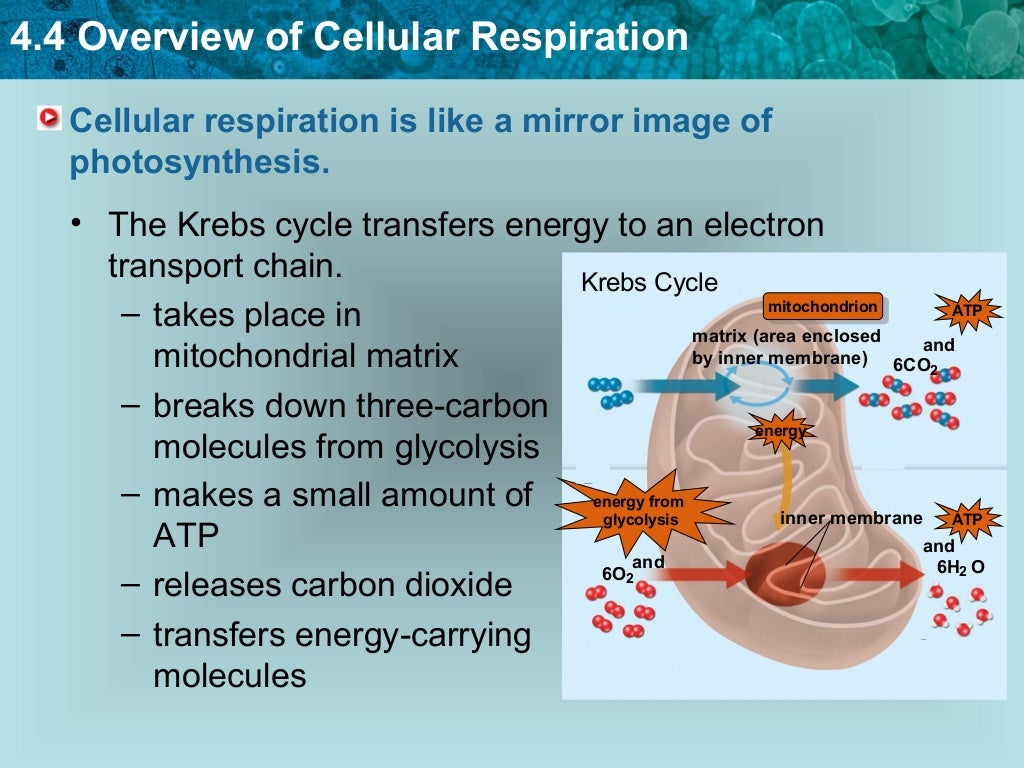 cellular respiration overview cellular respiration overview