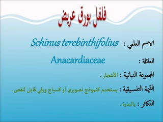 ‫العلمي‬ ‫الامس‬:Schinusterebinthifolius
‫العائةل‬:Anacardiaceae
‫ية‬‫ت‬‫با‬‫ن‬‫ل‬‫ا‬ ‫اجملموعة‬:‫شجار‬
‫أ‬
‫ال‬.
‫يقية‬‫س‬‫تن‬‫ل‬‫ا‬ ‫مية‬‫لق‬‫ا‬:‫ي‬‫تصوير‬‫كنموذج‬ ‫يستخدم‬‫و‬ ‫كسياج‬‫و‬
‫أ‬
‫ا‬‫للقص‬ ‫قابل‬‫قي‬‫ر‬.
‫تاكثر‬‫ل‬‫ا‬:‫بالبذرة‬.
 