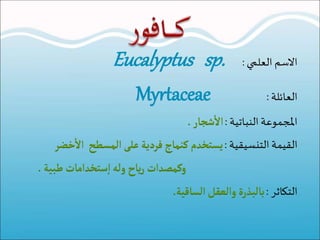 ‫السماالعلميا‬:Eucalyptus sp.
‫العائلةا‬:Myrtaceae
‫املجموعةاالنباتيةا‬:‫شجار‬
‫أ‬
‫ال‬.
‫القيمةاالتنسيقيةا‬:‫خض‬
‫أ‬
‫ال‬ ‫المسطح‬‫على‬ ‫فردية‬‫كنماج‬ ‫يستخدم‬‫ر‬
‫وكمصدات‬‫طبية‬‫ستخدامات‬‫ا‬‫وله‬ ‫ياح‬‫ر‬.
‫التكاثرا‬:‫الساقية‬‫والعقل‬ ‫بالبذرة‬.
 