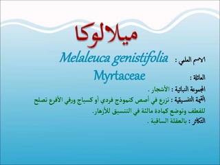 ‫العلمي‬ ‫الامس‬:Melaleuca genistifolia
‫العائةل‬:Myrtaceae
‫نباتية‬‫ل‬‫ا‬ ‫اجملموعة‬:‫شجار‬
‫أ‬
‫ال‬.
‫يقية‬‫نس‬‫لت‬‫ا‬ ‫مية‬‫لق‬‫ا‬:‫فر‬
‫أ‬
‫ال‬‫قي‬‫ر‬‫و‬‫كسياج‬‫و‬
‫أ‬
‫ا‬‫فردي‬‫كنموذج‬‫صص‬
‫أ‬
‫ا‬‫في‬ ‫ع‬‫ر‬‫تز‬‫تصلح‬‫ع‬
‫للقطف‬‫زهار‬
‫أ‬
‫لل‬ ‫التنسيق‬‫في‬ ‫مالئة‬‫كمادة‬‫وتوضع‬.
‫التاكثر‬:‫الساقية‬‫بالعقلة‬.
 