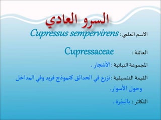‫ا‬‫ل‬‫ا‬‫سماالعلميا‬:Cupressus sempervirens
‫العائلةا‬:Cupressaceae
‫املجموعةاالنباتيةا‬:‫شجار‬
‫أ‬
‫ال‬.
‫القيمةاالتنسيقيةا‬:‫في‬ ‫ع‬‫ر‬‫تز‬‫يد‬‫ر‬‫ف‬‫كنموذج‬‫الحدائق‬‫وفي‬‫ا‬‫لمداخل‬
‫سوار‬
‫أ‬
‫ال‬ ‫وحول‬.
‫التكاثرا‬:‫بالبذرة‬.
 