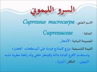 ‫ا‬‫ل‬‫ا‬‫سماالعلميا‬:Cupressus macrocarpa
‫العائلةا‬:Cupressaceae
‫املجموعةاالنباتيةا‬:‫شجار‬
‫أ‬
‫ال‬.
‫القيمةاالتنسيقيةا‬:‫الخ‬ ‫المسطحات‬‫على‬‫فردية‬ ‫كنماذج‬ ‫ع‬‫ر‬‫يز‬‫اء‬‫ر‬‫ض‬
‫و‬‫ت‬‫ستخدم‬‫الفرع‬‫ع‬‫ائحة‬‫ر‬‫وله‬‫خلفي‬‫وكمنظر‬‫مالئة‬‫كمادة‬‫تشبه‬‫ية‬‫ر‬‫ط‬
‫الليمون‬.‫التكاثرا‬:‫البذرة‬.
 