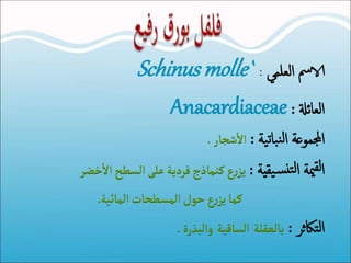‫العلمي‬ ‫الامس‬:Schinus molle`
‫العائةل‬:Anacardiaceae
‫ية‬‫ت‬‫با‬‫ن‬‫ل‬‫ا‬ ‫اجملموعة‬:‫شجار‬
‫أ‬
‫ال‬.
‫يقية‬‫س‬‫تن‬‫ل‬‫ا‬ ‫مية‬‫لق‬‫ا‬:‫خض‬
‫أ‬
‫ال‬‫السطح‬‫على‬ ‫فردية‬‫كنماذج‬‫ع‬‫ر‬‫يز‬‫ر‬
‫كما‬‫حول‬‫ع‬‫ر‬‫يز‬‫المائية‬‫المسطحات‬.
‫تاكثر‬‫ل‬‫ا‬:‫بالعقلة‬‫الساقية‬‫والبذرة‬.
 