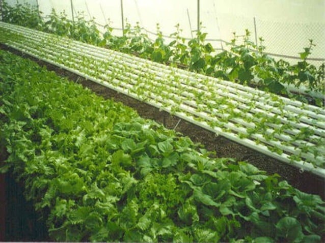 Sec 2 Exp High Tech Farming And Plantation Agriculture PPT