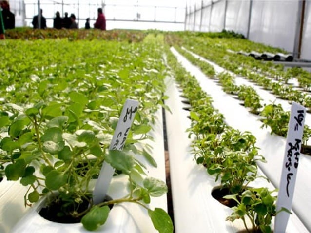 Sec 2 NA High Tech Farming